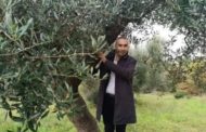 Focolaio di Xylella attorno all'ulivo che il senatore Ciampolillo si era rifiutato di abbattare. Esperti avevano avvisato dei rischi