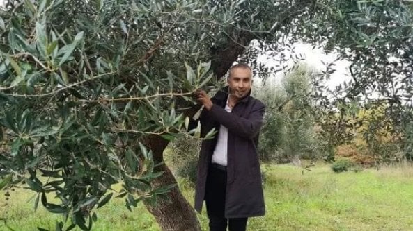 Focolaio di Xylella attorno all'ulivo che il senatore Ciampolillo si era rifiutato di abbattare. Esperti avevano avvisato dei rischi