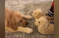 Le pantofole sono a forma di cuccioli: la reazione del golden retriever è adorabile