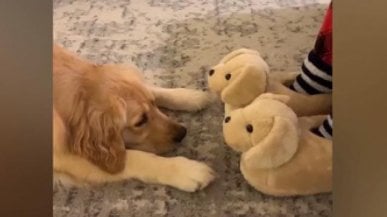 Le pantofole sono a forma di cuccioli: la reazione del golden retriever è adorabile