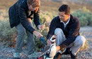 Lo scienziato che salva i pinguini