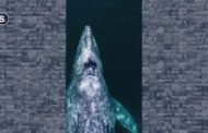 La balena grigia e il cucciolo nuotano insieme verso il Messico