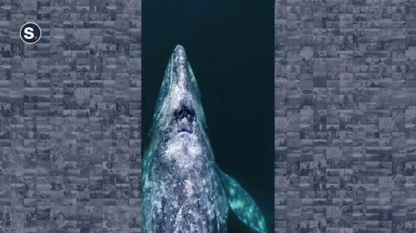 La balena grigia e il cucciolo nuotano insieme verso il Messico
