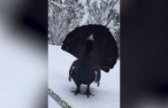 Dalle nevi spunta il gallo cedrone: le immagini dell'incontro rarissimo