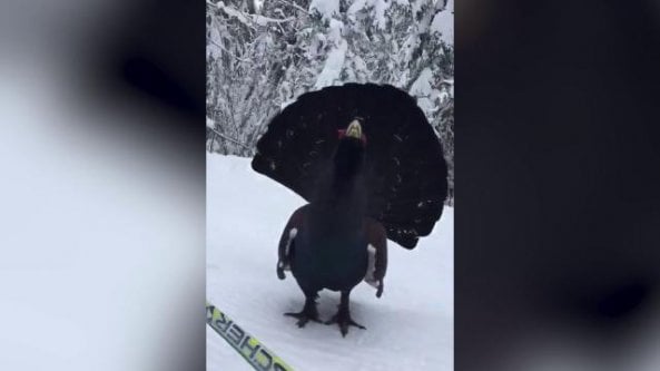 Dalle nevi spunta il gallo cedrone: le immagini dell'incontro rarissimo