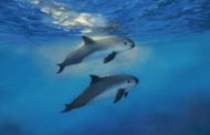 La focena cerca amici in mare