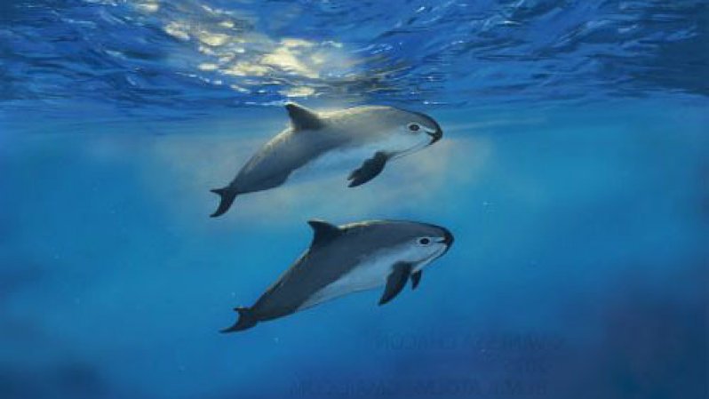 La focena cerca amici in mare