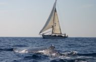 Ischia e Procida, al via il monitoraggio invernale dei cetacei nel “Regno di Nettuno”
