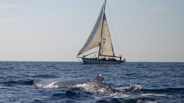 Ischia e Procida, al via il monitoraggio invernale dei cetacei nel “Regno di Nettuno”