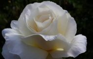 La Rosa di Trieste rispunta a sorpresa dopo un secolo