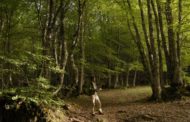 Voglio una foresta più grande