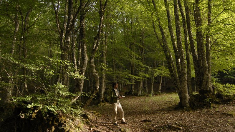 Voglio una foresta più grande