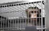 Sperimentazioni sui macachi, il Consiglio di stato dà ragione ai ricercatori. Bocciato il ricorso della Lav