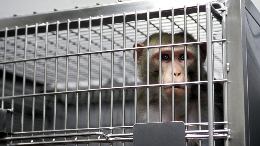 Sperimentazioni sui macachi, il Consiglio di stato dà ragione ai ricercatori. Bocciato il ricorso della Lav