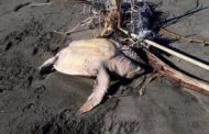 Maltempo, mareggiata porta a riva una tartaruga di 40 chili: era incastrata tra i rifiuti