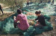 Dal Molise un olio che combatte la violenza sulle donne