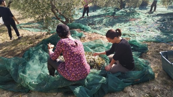 Dal Molise un olio che combatte la violenza sulle donne