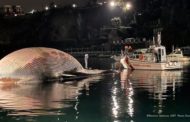 Sorrento, un museo per lo scheletro della balena da record