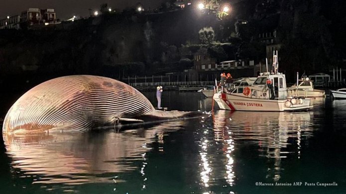 Sorrento, un museo per lo scheletro della balena da record