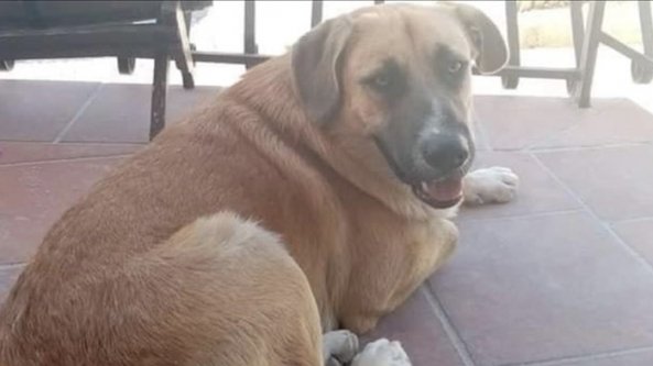 Avvelenato e ucciso Giotto, il cane di quartiere di Massafra: 