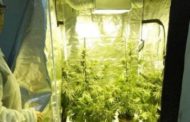 Acquisto online e consegna a casa, l’anno d’oro della cannabis light