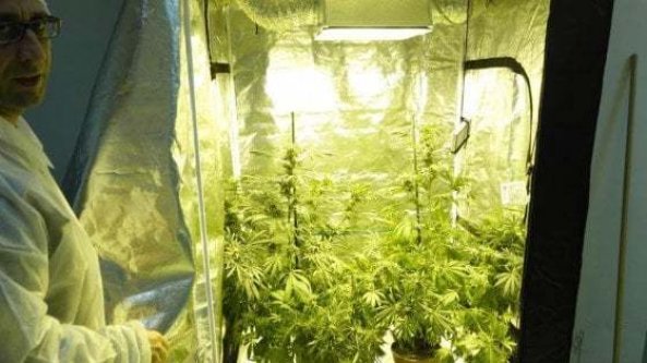 Acquisto online e consegna a casa, l’anno d’oro della cannabis light