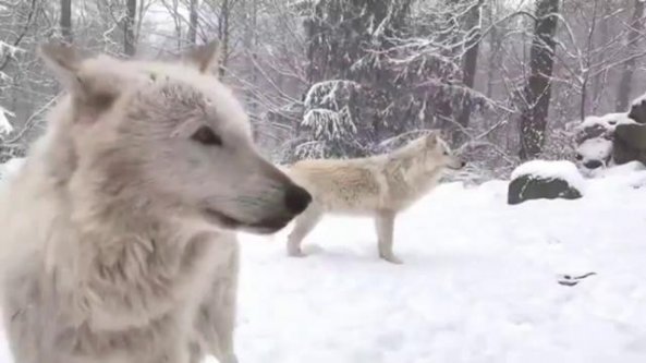 Imbiancato lo stato di New York, e i lupi giocano nella neve
