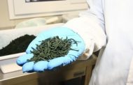 Così la spirulina riesce ad assorbire CO2 restituendo ossigeno