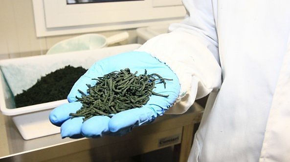 Così la spirulina riesce ad assorbire CO2 restituendo ossigeno