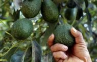 Con il Super Bowl boom di avocado. 
