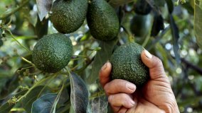 Con il Super Bowl boom di avocado. 