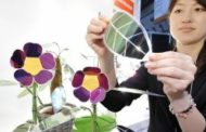 La metropoli del Sole. Così il Giappone vorrebbe rivoluzionare le città