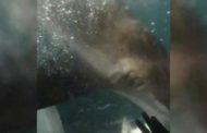 L'immersione non va come previsto: il sub rischia di essere azzannato da uno squalo