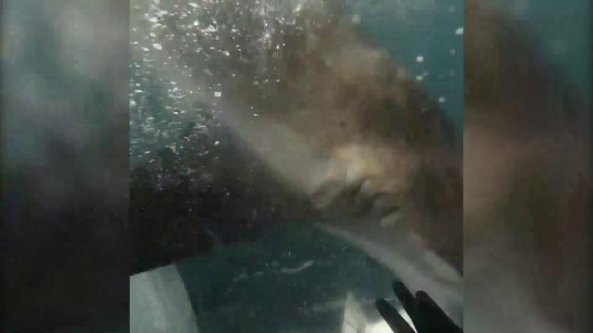 L'immersione non va come previsto: il sub rischia di essere azzannato da uno squalo