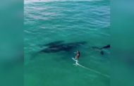 Sorpresa per il surfista: ecco chi sbuca dal mare durante l'allenamento