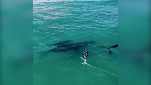 Sorpresa per il surfista: ecco chi sbuca dal mare durante l'allenamento