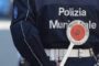 I Leoni marini fanno l'autostop: così 