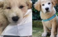 Cucciolo ridotto in fin di vita a bastonate ora cerca adozione: 