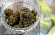 Parma, cresce la vendita a domicilio di cannabis light