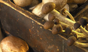L'edilizia del futuro? Funghi al posto del cemento