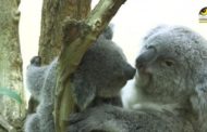 Primi movimenti del cucciolo di koala: alla fine torna sempre dalla mamma