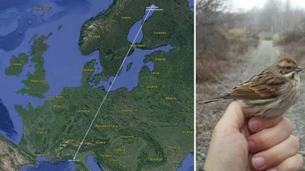 Da Parma alla Svezia: il viaggio del Migliarino di Palude durato otto mesi