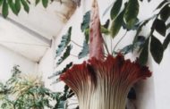 Scambio di polline per salvare il fiore più grande del mondo