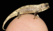 Il rettile più piccolo del mondo è un camaleonte superdotato