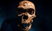 Nel microbiota dell'uomo di Neanderthal i batteri per la salute