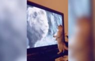 Il gatto vede il Re Leone sullo schermo della tv, la sua reazione è spassosa