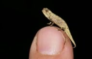 Madagascar, scoperto nella foresta un mini-camaleonte: è il rettile più piccolo del mondo