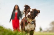 I veterinari bocciano la dieta vegana o crudista per gli animali: 