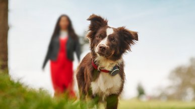 I veterinari bocciano la dieta vegana o crudista per gli animali: 