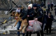 In Ucraina lo sguardo dei cani nella guerra degli umani